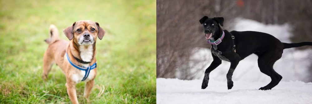 Eurohound vs Chug - Breed Comparison