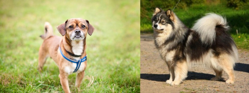 Finnish Lapphund vs Chug - Breed Comparison