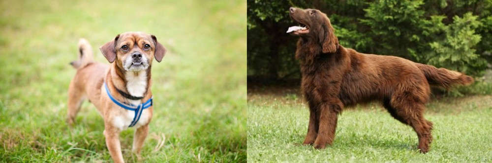 Flat-Coated Retriever vs Chug - Breed Comparison