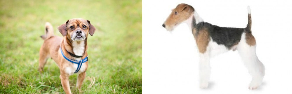 Fox Terrier vs Chug - Breed Comparison