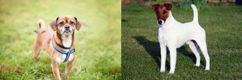 Fox Terrier (Smooth) vs Chug - Breed Comparison