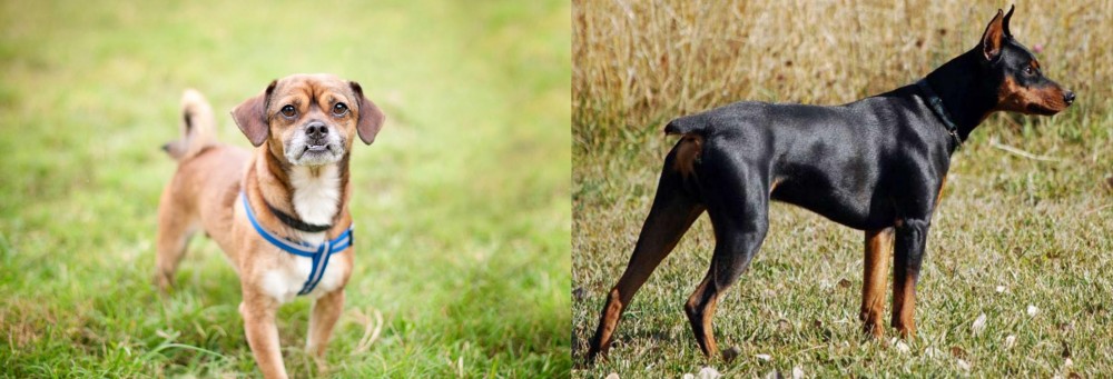 German Pinscher vs Chug - Breed Comparison