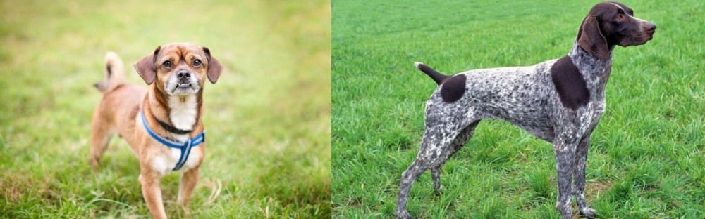 German Shorthaired Pointer vs Chug - Breed Comparison