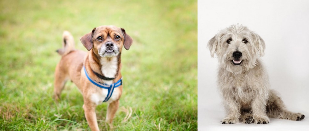 Glen of Imaal Terrier vs Chug - Breed Comparison