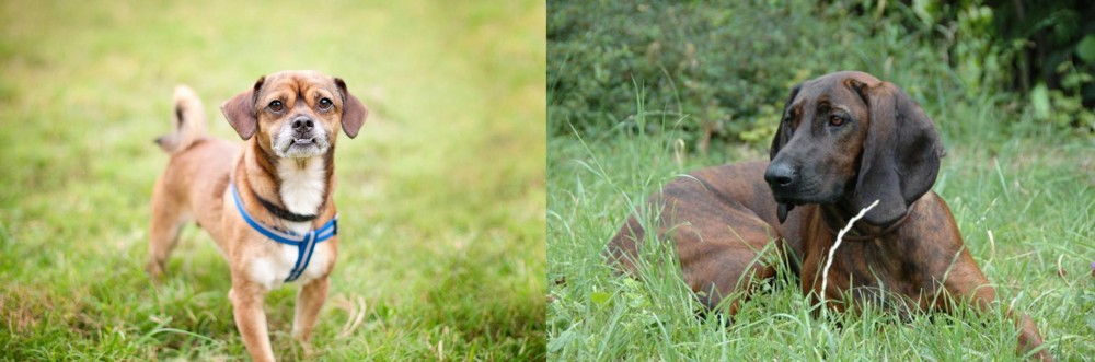 Hanover Hound vs Chug - Breed Comparison