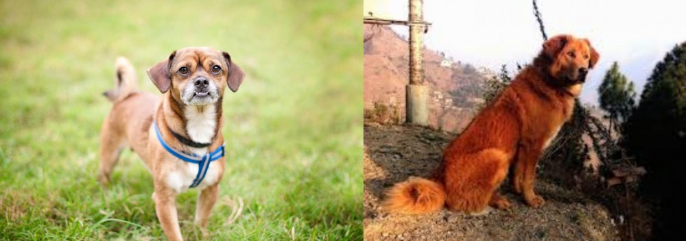 Himalayan Sheepdog vs Chug - Breed Comparison