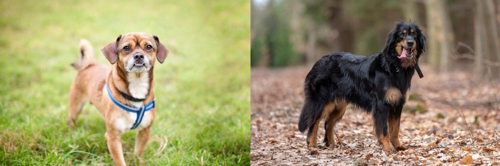 Hovawart vs Chug - Breed Comparison