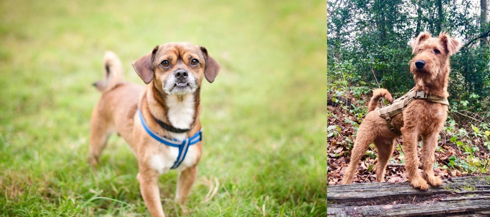 Irish Terrier vs Chug - Breed Comparison