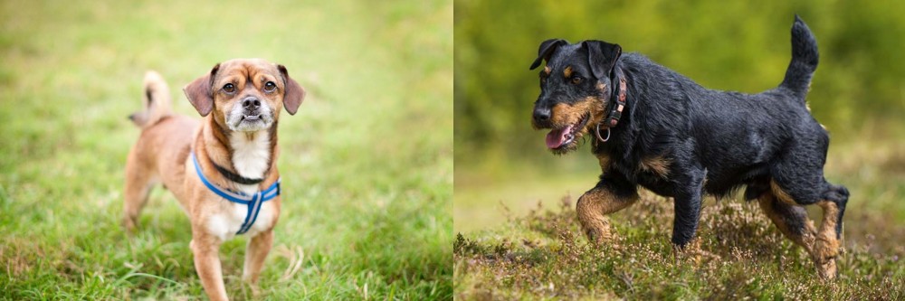 Jagdterrier vs Chug - Breed Comparison