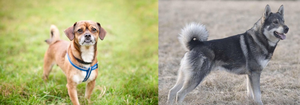 Jamthund vs Chug - Breed Comparison