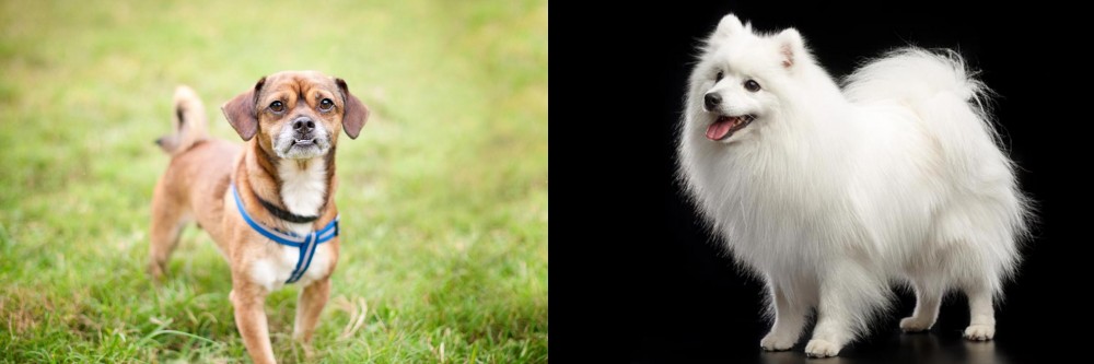 Japanese Spitz vs Chug - Breed Comparison