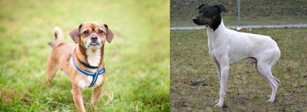 Japanese Terrier vs Chug - Breed Comparison