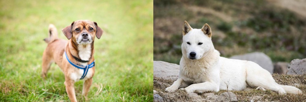 Jindo vs Chug - Breed Comparison