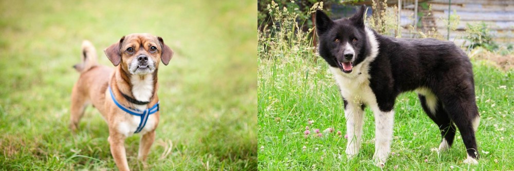 Karelian Bear Dog vs Chug - Breed Comparison