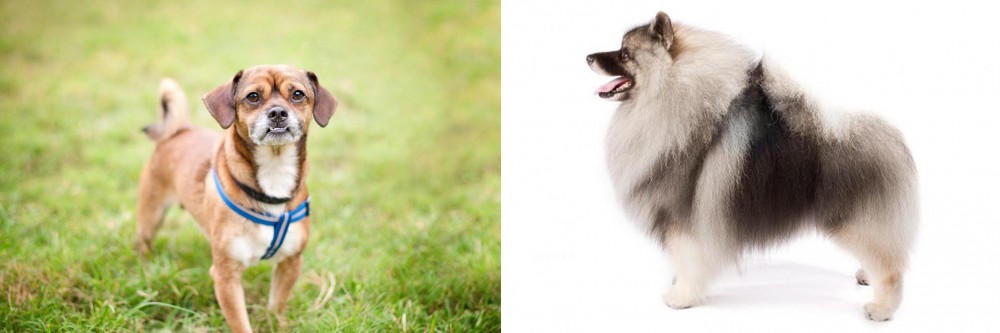 Keeshond vs Chug - Breed Comparison