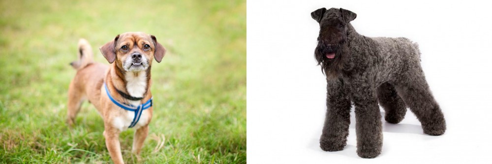 Kerry Blue Terrier vs Chug - Breed Comparison