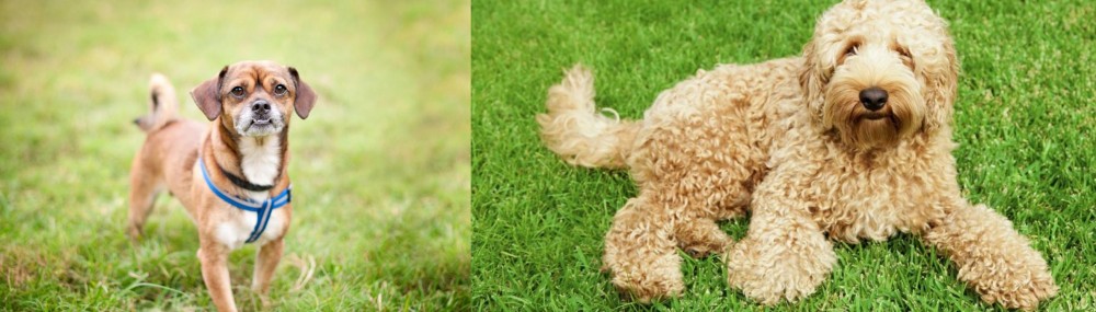 Labradoodle vs Chug - Breed Comparison