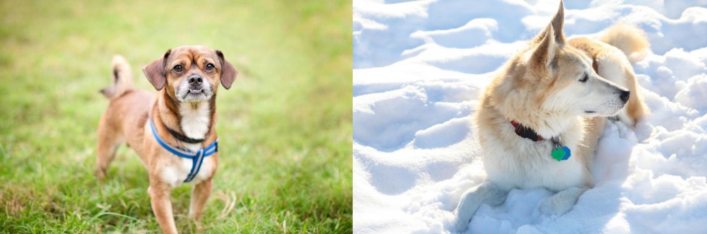 Labrador Husky vs Chug - Breed Comparison