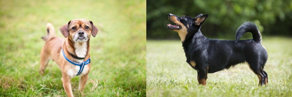Lancashire Heeler vs Chug - Breed Comparison