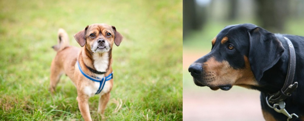 Lithuanian Hound vs Chug - Breed Comparison