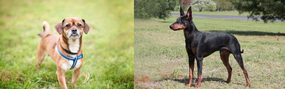 Manchester Terrier vs Chug - Breed Comparison