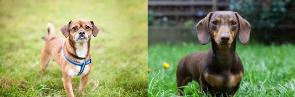 Miniature Dachshund vs Chug - Breed Comparison