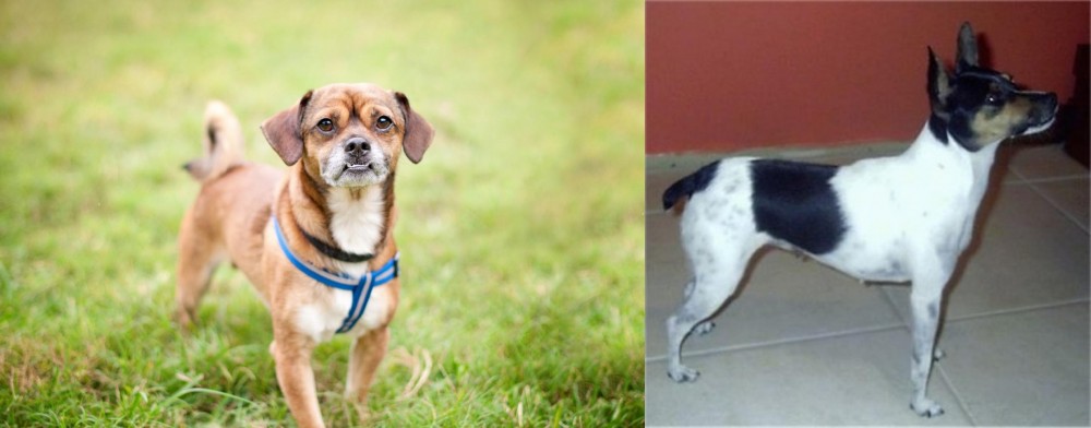 Miniature Fox Terrier vs Chug - Breed Comparison