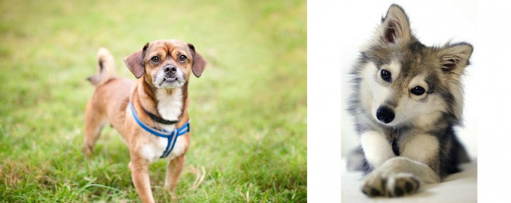 Miniature Siberian Husky vs Chug - Breed Comparison