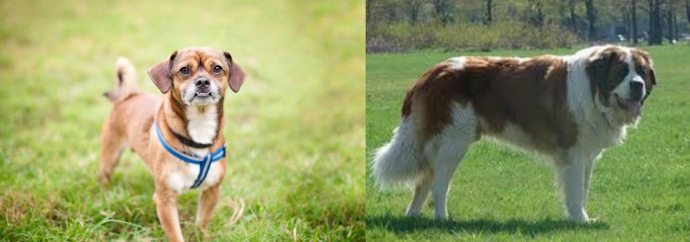 Moscow Watchdog vs Chug - Breed Comparison