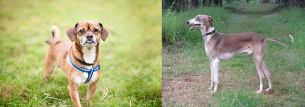 Mudhol Hound vs Chug - Breed Comparison