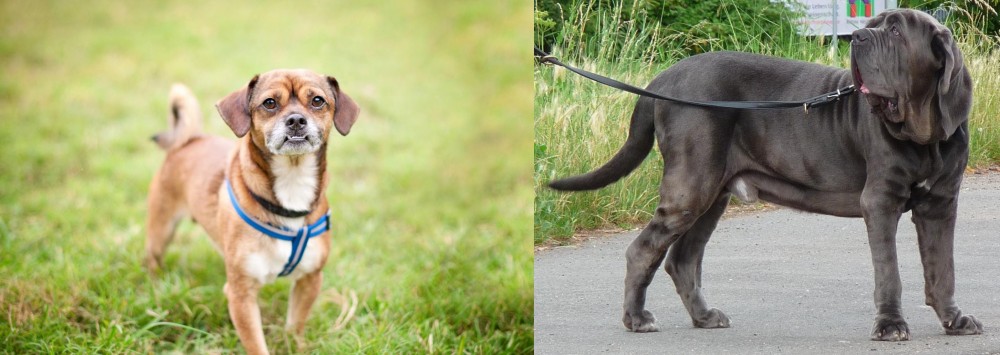Neapolitan Mastiff vs Chug - Breed Comparison