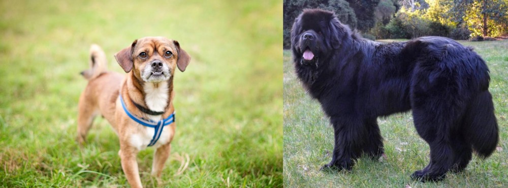 Newfoundland Dog vs Chug - Breed Comparison