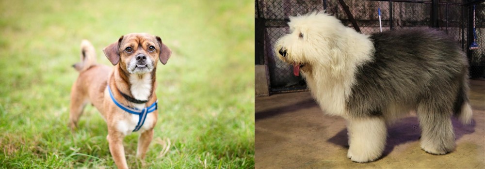 Old English Sheepdog vs Chug - Breed Comparison