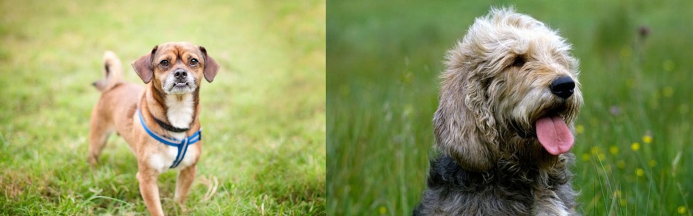 Otterhound vs Chug - Breed Comparison