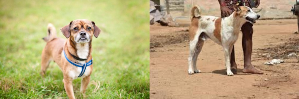 Pandikona vs Chug - Breed Comparison