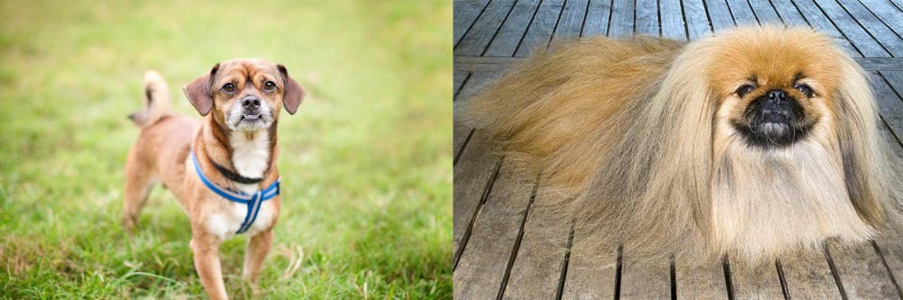 Pekingese vs Chug - Breed Comparison