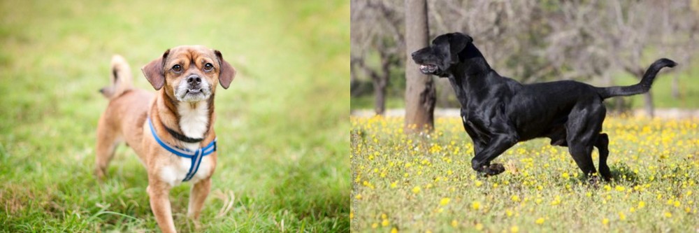 Perro de Pastor Mallorquin vs Chug - Breed Comparison