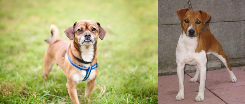 Plummer Terrier vs Chug - Breed Comparison