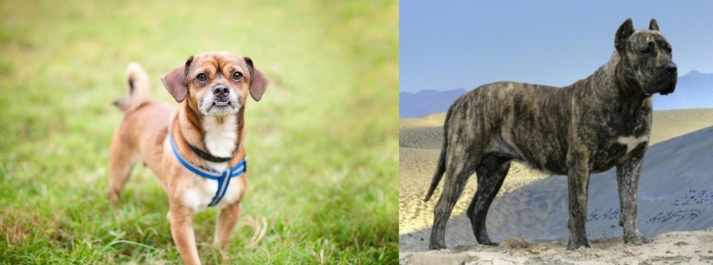 Presa Canario vs Chug - Breed Comparison