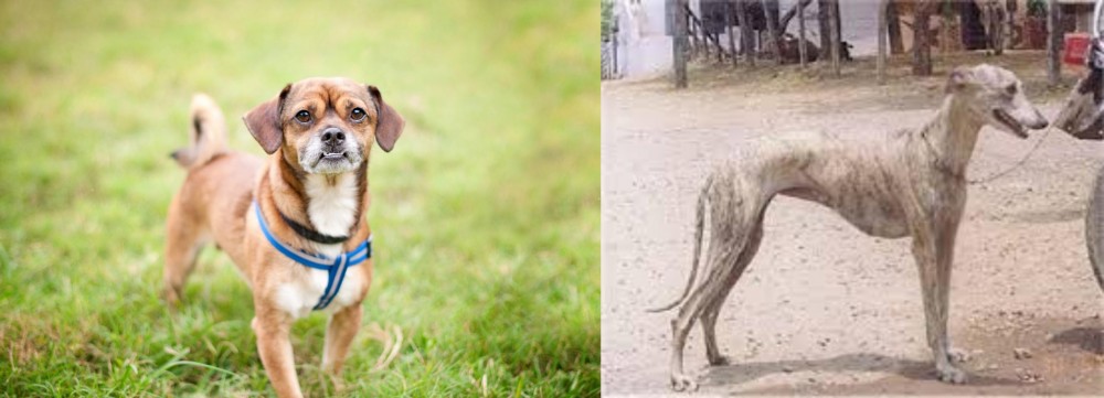 Rampur Greyhound vs Chug - Breed Comparison