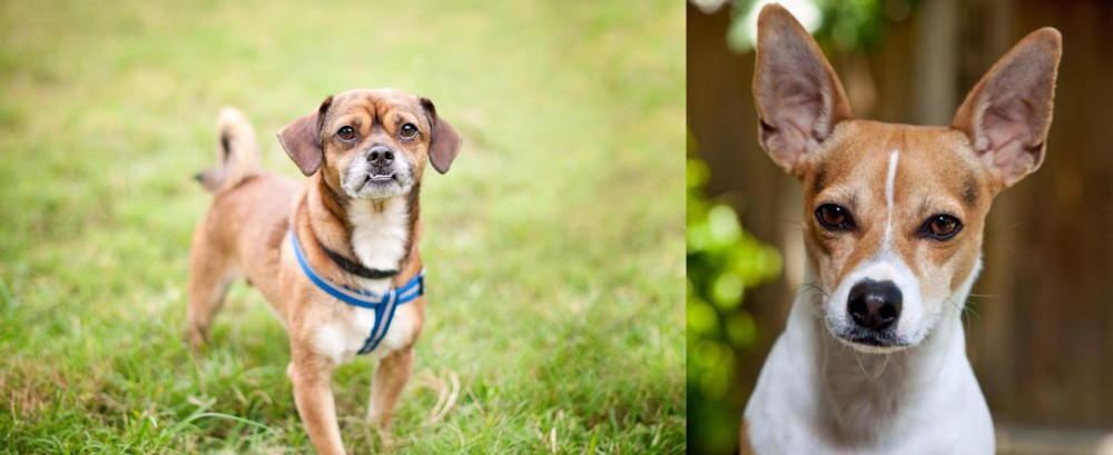 Rat Terrier vs Chug - Breed Comparison
