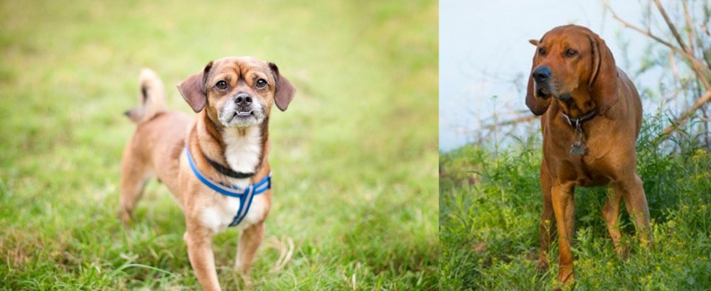 Redbone Coonhound vs Chug - Breed Comparison
