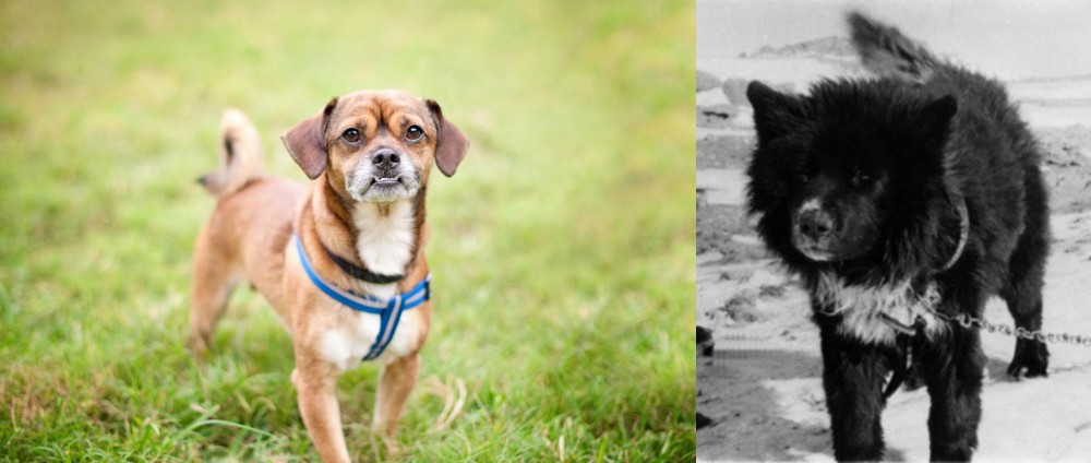 Sakhalin Husky vs Chug - Breed Comparison