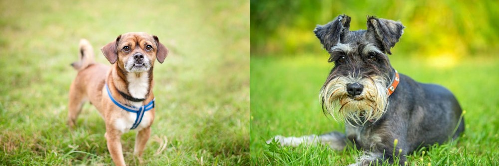 Schnauzer vs Chug - Breed Comparison