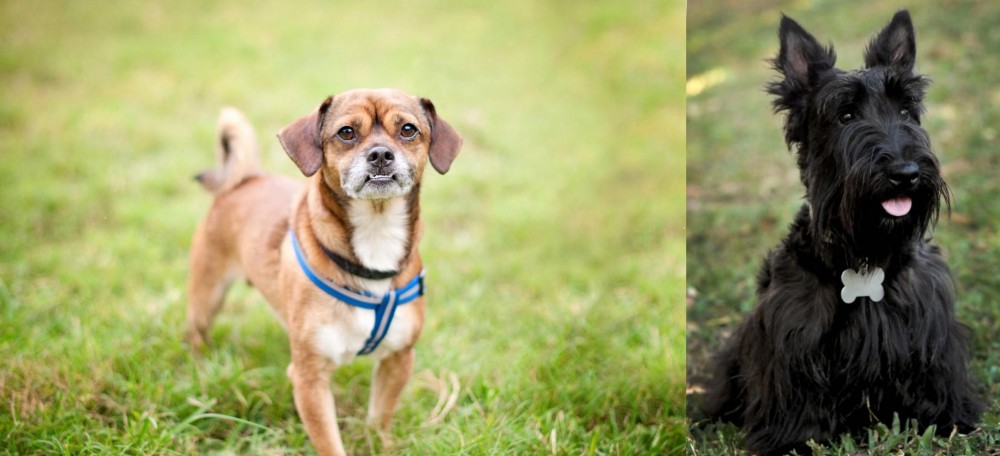 Scoland Terrier vs Chug - Breed Comparison