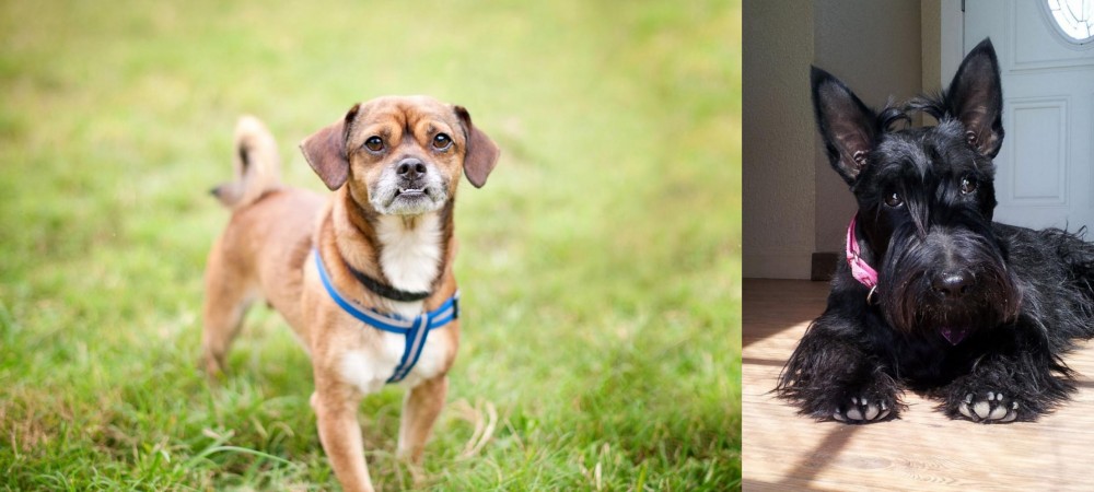 Scottish Terrier vs Chug - Breed Comparison