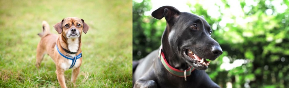 Shepard Labrador vs Chug - Breed Comparison