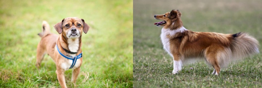 Shetland Sheepdog vs Chug - Breed Comparison
