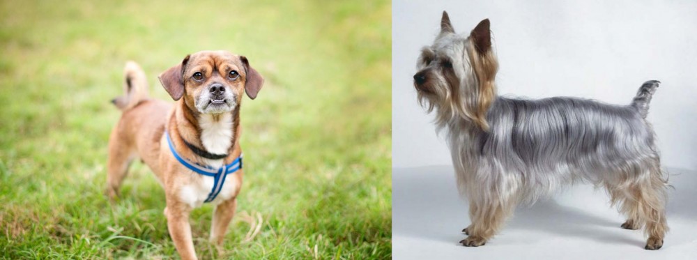 Silky Terrier vs Chug - Breed Comparison
