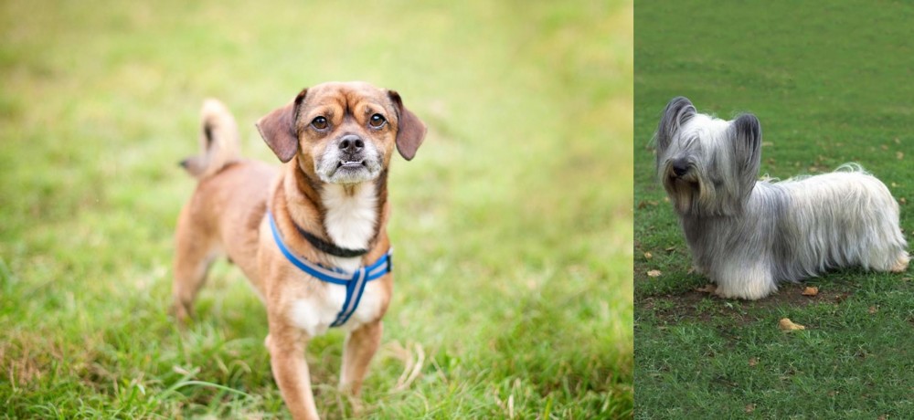 Skye Terrier vs Chug - Breed Comparison